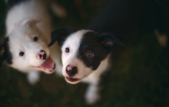 Animal Shelters in Singapore for Lost Pets Animal Shelters in Singapore for Lost Pets