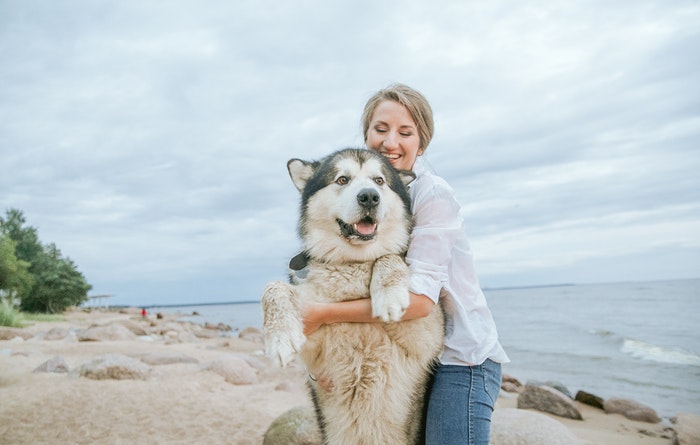 Ways to Prevent Loss of Pets