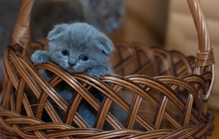 What to do in Case of a Lost Cat in Singapore What to do in Case of a Lost Cat in Singapore