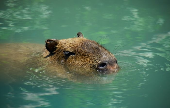 10 Unusual Pets You Can Find