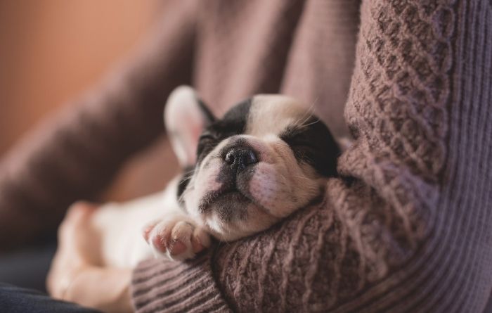 How to Take Care of Dogs Temporarily How to Take Care of Dogs Temporarily