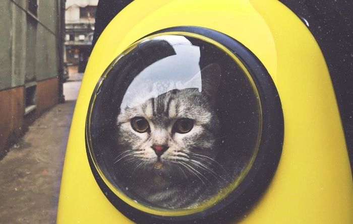 Important Reasons Why You Must Microchip Your Pet Important Reasons Why You Must Microchip Your Pet