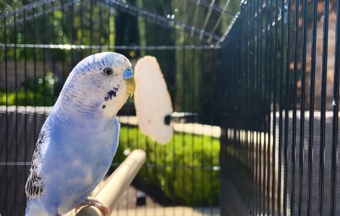 Lost Bird in Singapore: What to Do