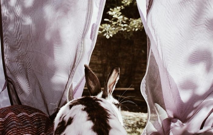 Lost Rabbit in Singapore Lost Rabbit in Singapore