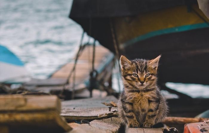 Stray Cats and Feral Cats Stray Cats and Feral Cats