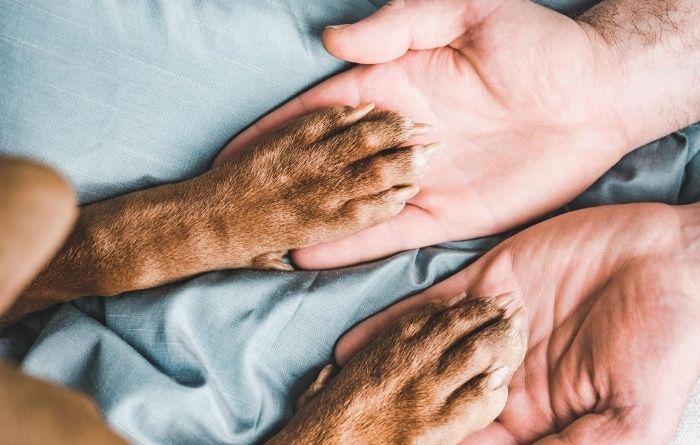 Taking Care of Disabled Pets You’ve Found Taking Care of Disabled Pets You’ve Found